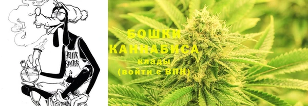 прущие грибы Тында
